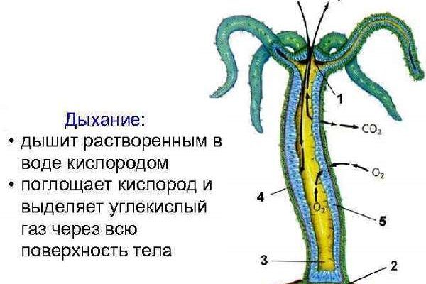 Ссылки на кракена и на мегу