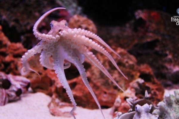 Ссылка кракен kraken torion net